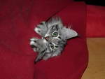 Katze Arwen 5 Monate alt.
